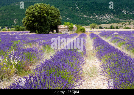 Champ de lavande (Lavandula angustifolia) sur le plateau d'Albion, Vaucluse, Provence, France Banque D'Images