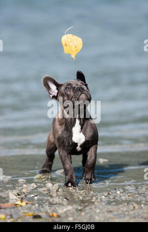 Bouledogue français, minet, bleu, jouant avec l'Autriche, la feuille jaune Banque D'Images