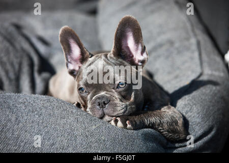 Bouledogue français, minet, bleu, couché dans un lit de chien, Autriche Banque D'Images