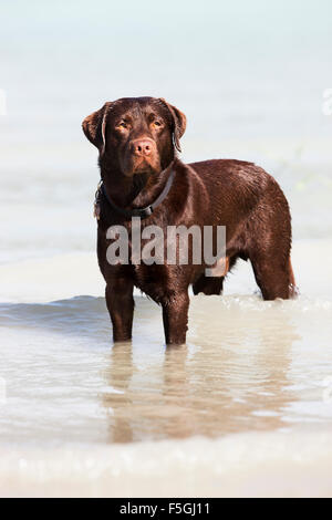 Labrador, brown, debout dans l'eau, l'Autriche Banque D'Images