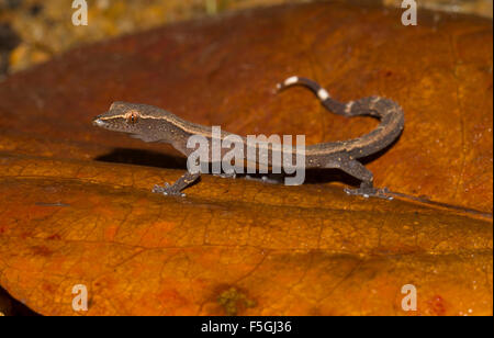 Madagascar Clawless Gecko (Ebenavia inunguis) sur feuille, l'île de Nosy Mangabe, Baie d'Antongil, au nord-est de Madagascar, Madagascar Banque D'Images