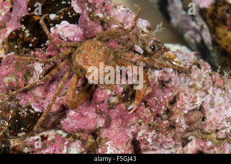 Crabe Lyre arctique sous contrat, crabe, araignée, Geigenkastenseespinne Geigenkasten-Seespinne,, Hyas coarctatus, Hyas serratus Banque D'Images