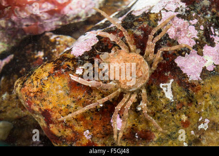 Crabe Lyre arctique sous contrat, crabe, araignée, Geigenkastenseespinne Geigenkasten-Seespinne,, Hyas coarctatus, Hyas serratus Banque D'Images