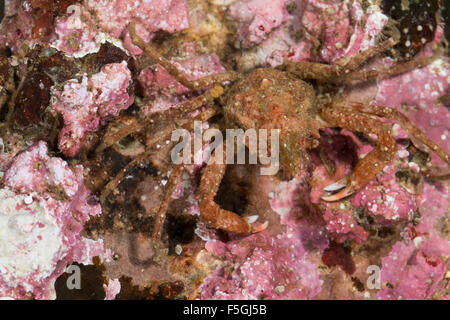 Crabe Lyre arctique sous contrat, crabe, araignée, Geigenkastenseespinne Geigenkasten-Seespinne,, Hyas coarctatus, Hyas serratus Banque D'Images