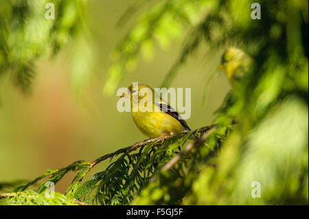 Chardonneret jaune (Carduelis tristis) féminin, Gabriola, British Columbia, Canada Banque D'Images