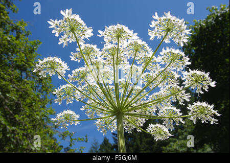 La berce du Caucase (Heracleum mantegazzianum), Gabriola, British Columbia, Canada. Berce du Caucase est une plante toxique Banque D'Images