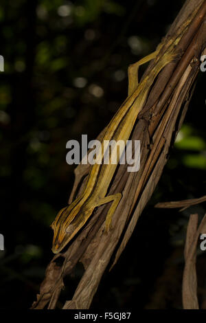 Gecko à queue de feuille moussus (Uroplatus lineatus), femme, camouflé, le Parc National de Marojejy rainforest, nord-est de Madagascar Banque D'Images