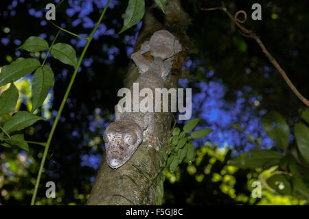 Gecko à queue de feuille moussus (Uroplatus giganteus), le Parc National de Marojejy forêt tropicale, au nord-est de Madagascar, Madagascar Banque D'Images