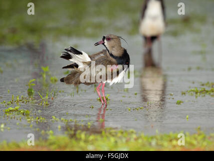 Le sud de sociable (vanellus chilensis), Araras Ecolodge, Mato Grosso, Brésil Banque D'Images