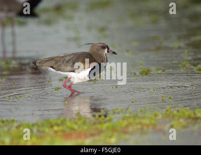 Le sud de sociable (vanellus chilensis), Araras Ecolodge, Mato Grosso, Brésil Banque D'Images