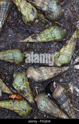Les buccins mangrove géante (Terebralia palustris) à marée basse, l'île Curieuse, Seychelles Banque D'Images