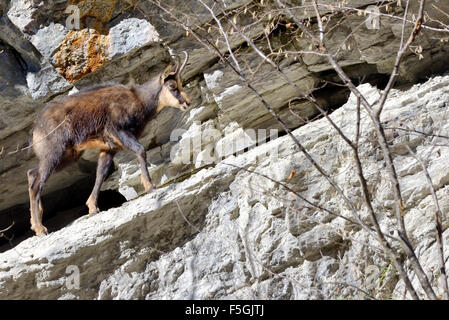 Chamois (Rupicapra Carpatica) randonnée en montagne Banque D'Images