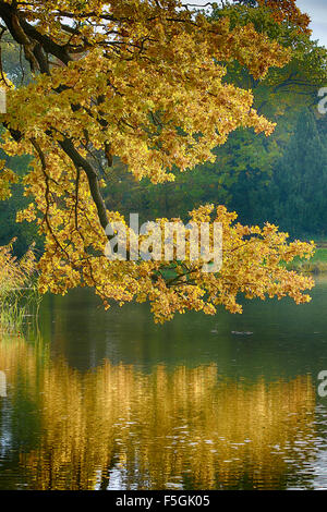 Lac en automne, Dessau-Wörlitz Jardin Royaume, Wörlitz, Saxe-Anhalt, Allemagne Banque D'Images