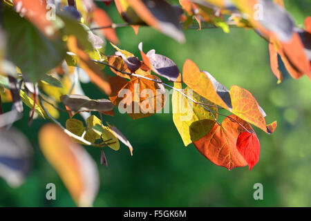 Les feuilles en forme de coeur se transformer en couleurs d'automne Banque D'Images