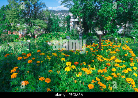 Jardin italien, vue sur un lit de soucis français (tagetes patula 'Hero orange') situé dans le jardin botanique de Trieste, Italie. Banque D'Images