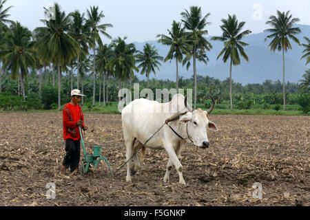 L'homme blanc avec bœufs de labour d'un champ sur l'île de Mindanao, aux Philippines Banque D'Images