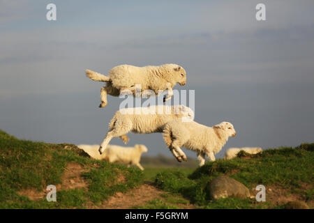 Profil de couleur d'action tiré d'un groupe de Welsh Mountain agneaux sautant sur l'herbe près de la banque, Boduan Pen Llyn, Gwynedd, Pays de Galles, Royaume-Uni Banque D'Images
