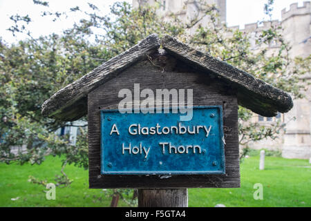 Saint Thorn Tree, un brin de ce qui est envoyé à la Reine pour table de dîner de Noël, dans les motifs d'église High Street,Glastonbury. Banque D'Images