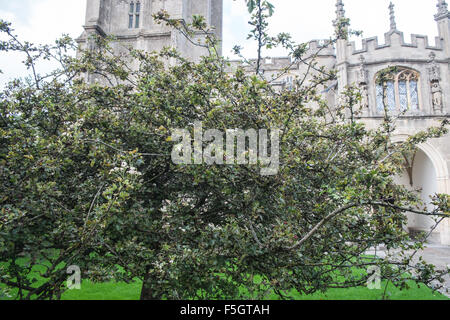 Saint Thorn Tree, un brin de ce qui est envoyé à la Reine pour table de dîner de Noël, dans les motifs d'église High Street,Glastonbury. Banque D'Images