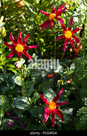 Dahlia étoile Banque D'Images