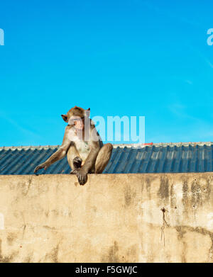 Singe solitaire assis sur le mur. Thaïlande Banque D'Images