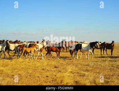 Grand troupeau de chevaux en prairie de Crimée au coucher du soleil Banque D'Images