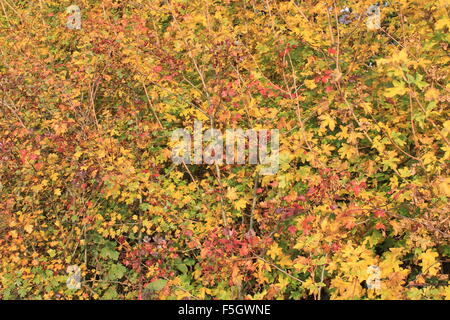 Les couleurs d'or d'une haie à l'automne, Lakeside Country Park, Hampshire, England, UK Banque D'Images