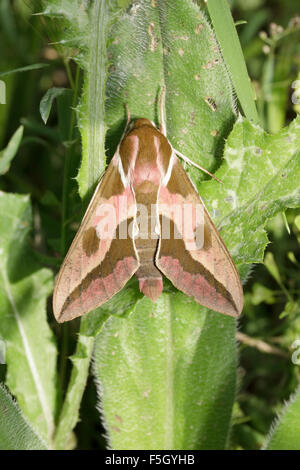 Plan Macro sur sp. Hyles nicée ou méditerranéen hawk-moth insecte posé sur une feuille. Banque D'Images