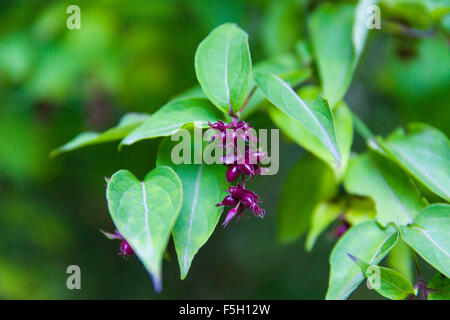 Arbre à fruits violets Banque D'Images