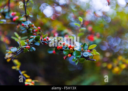 Arbre aux fruits rouges Banque D'Images