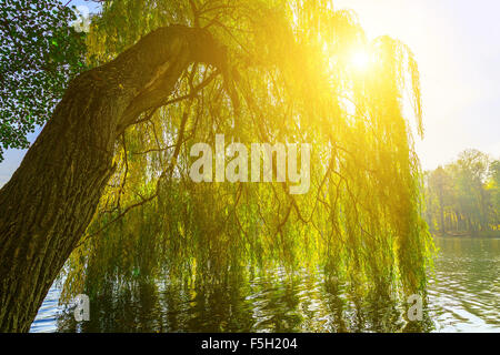 Branches de saule, au-dessus du lac et de la lumière du soleil qui brillait à travers les branches Banque D'Images