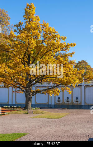 Automne Golden Oak Tree Banque D'Images