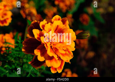 MARIGOLD AU COUCHER DU SOLEIL Banque D'Images