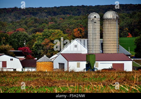 Le Comté de Lancaster en Pennsylvanie : Amish farm avec silos, granges, et un lit bébé * maïs rempli Banque D'Images