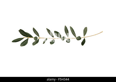 Arbre généalogique Olive twig avec des feuilles isolées sur fond blanc. Une seule branche de symbole de paix Banque D'Images