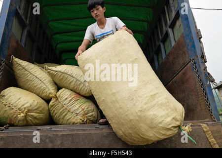 Un homme de la tribu des Dao rouge, charge des sacs de graines de cardamome sur un camion dans le village de Ban Khoang, Lao Cai Province, Vietnam Banque D'Images