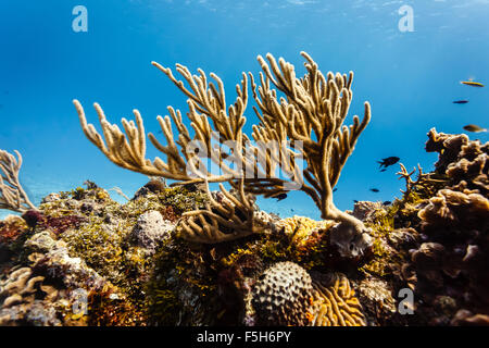 Close-up de coraux direction silhouetted against blue ocean sur ridge de récif tropical avec des coraux cerveau ci-dessous Banque D'Images