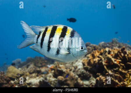 Close-up de sergent-major tropical poisson nageant dans l'eau bleue avec coral reef en arrière-plan Banque D'Images