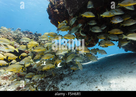 L'École de poissons tropicaux jaune nage dans un affleurement de roche sur coral reef Banque D'Images