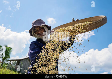 Une femme passe la balle de riz dans le village de Penestanaan Kaja à Bali Indonésie Banque D'Images