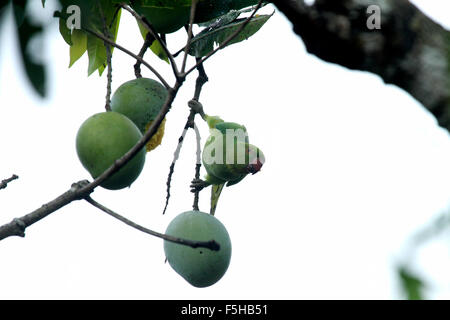 Perruche Rose pendaison eating fruit Banque D'Images