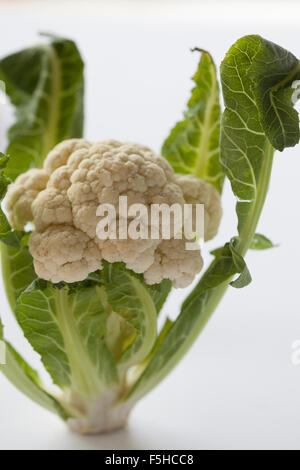 Chou-fleur biologique avec des feuilles attachées sur blanc Banque D'Images