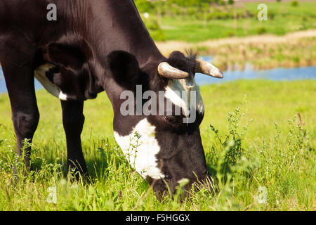 Vache Noire mange de l'herbe dans un pré sur une journée ensoleillée Banque D'Images