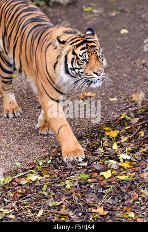 Un tigre de Sumatra autour de stimulation au Zoo de Dudley West Midlands UK Banque D'Images