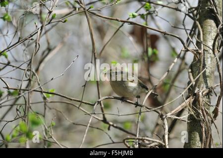 Eurasienne - « récent - Nord (Phylloscopus collybita) perché sur une branche au printemps Banque D'Images