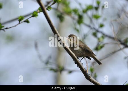 Eurasienne - « récent - Nord (Phylloscopus collybita) perché sur une branche au printemps et le chant Banque D'Images