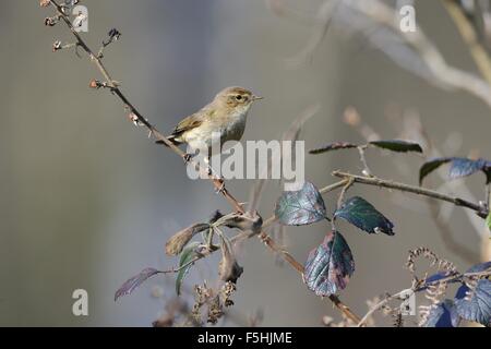 Eurasienne - « récent - Nord (Phylloscopus collybita) perché sur une branche au printemps Banque D'Images