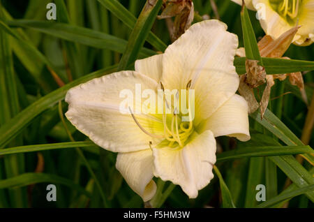 Hemerocallis Snowy Apparition Banque D'Images