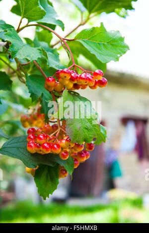 Close up de grappes de fruits rouges d'un aîné ou Viburnum Gu rose arbuste sur une journée ensoleillée à la fin de la saison estivale. Banque D'Images