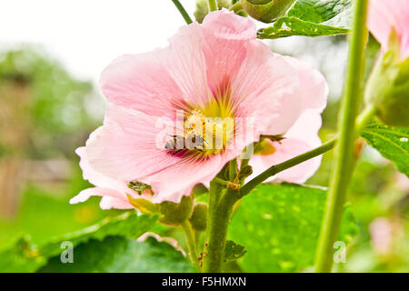 Busy Bee, vue rapprochée de la rose trémière rose abeille sur une fleur. Fleurs mauve rose qui fleurit en été à l'gard Banque D'Images